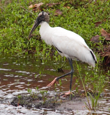 [White bird with a dark head and beak and a few black feathers showing.It's pink feet at the end of black legs are visible as it rests on high ground in the water.]